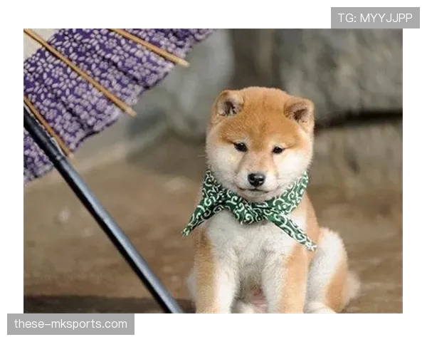 大阪刚买下比她家还大的狗屋，给两只柴犬开派对